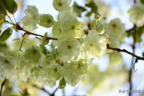 純潔、決絕，櫻花之關山櫻