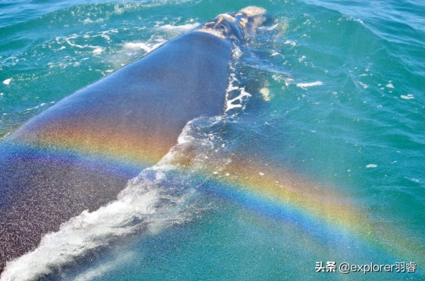 又到一年的觀鯨季，這座小鎮是頂級觀鯨地，3種方式邂逅海洋巨人