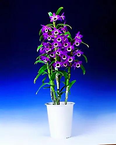 春石斛蘭花～花朵多彩，莖葉美麗；型態雍容華貴