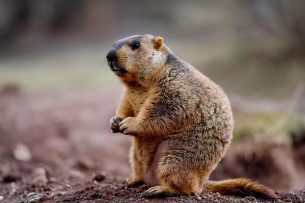 研究證實:吃肉的人更加聰明,長期吃素損害智力 研究證實:吃肉的人更加聰明,長期吃素損害智力