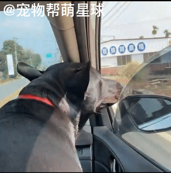 狗狗被主人抓去掙狗糧錢，看到它賣力的樣子，我又自閉了