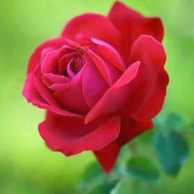 認清自己，永遠不要和血緣比