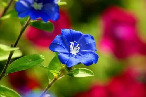 分享一組美輪美奐的藍色花