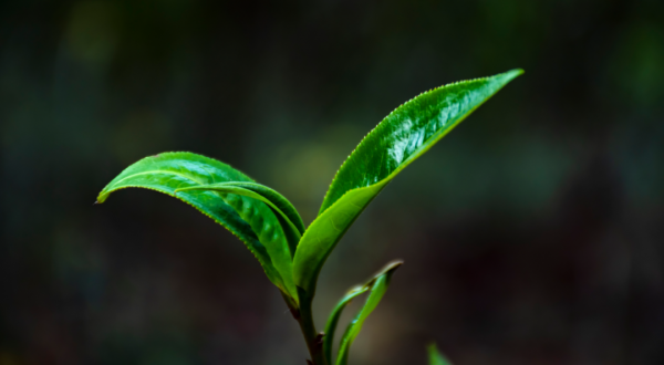 200萬噸庫存茶根本喝不完！誰能引領中國茶葉第三次產業革命？