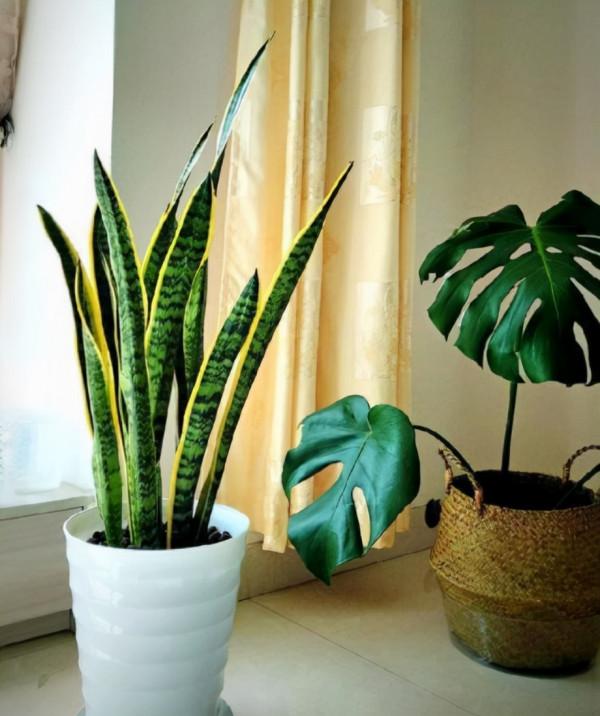 10大“旺財花”,不僅寓意好,還利於健康能“養人”,值得擁有 10大“旺財花”,不僅寓意好,還利於健康能“養人”,值得擁有