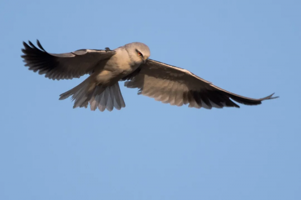 捉老鼠的黑翅鳶