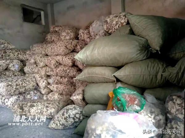 今年浦北陳皮特別香，收購價破100塊了