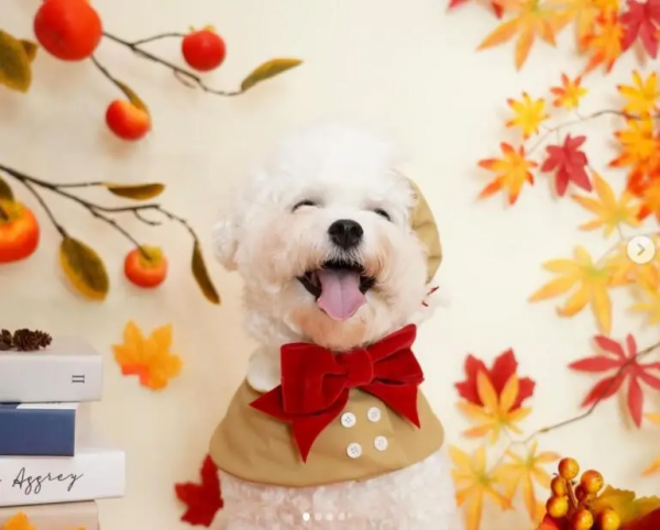 養犬科普｜狗狗為什麼會打噴嚏？