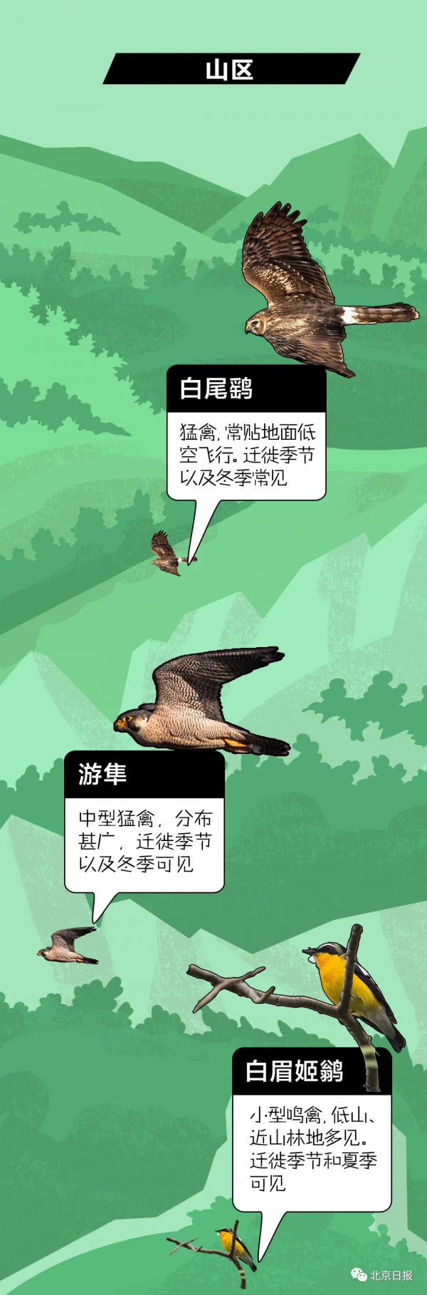 北 京 百 鳥 圖 鑑