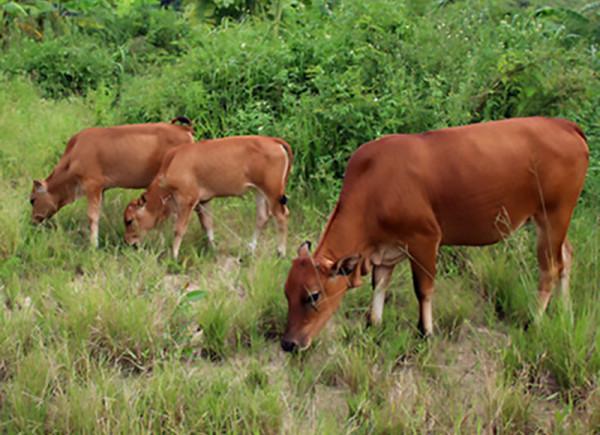 農村婦女彭美竹，養牛10年坐擁1200萬資產，帶領鄉民發家致富