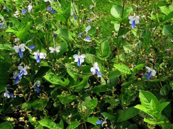 藍蝴蝶，花姿優雅，似群蝶飛舞