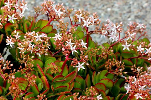 想讓玉樹開“瓊花”,秋天就要努力了,錯過時機要等一年 想讓玉樹開“瓊花”,秋天就要努力了,錯過時機要等一年