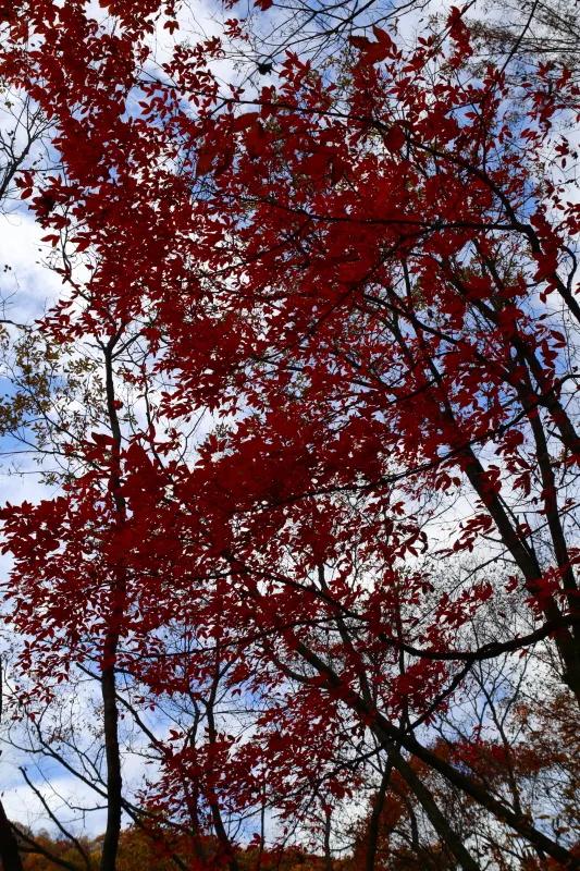 遼寧清原筐子溝楓葉正紅