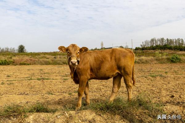 牛肉價格昂貴，為什麼養殖戶卻說不賺錢了？主要有以下五個原因