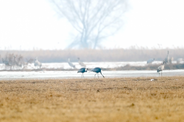 &OpenCurlyDoubleQuote;白枕鶴夫婦&rdquo;北京官廳水庫秀恩愛 巡護員：它們要原地過年了