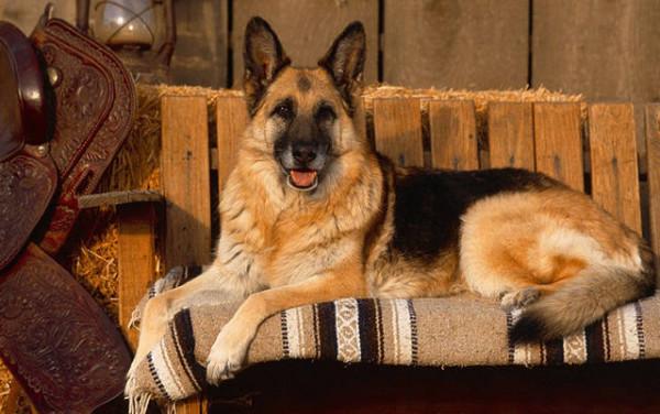 狗界智商前8名，你能猜對幾個？可能你家也在養