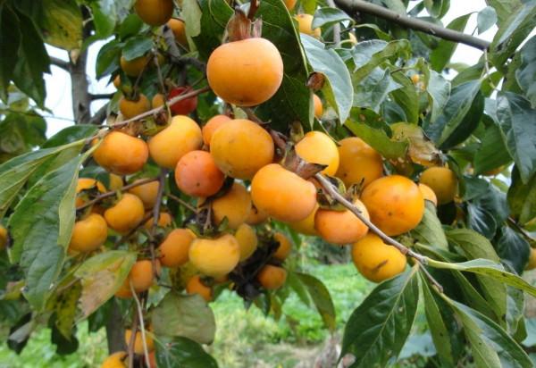 有院子就種“五種樹”,“老祖宗”留下的吉祥話,不是沒有道理 有院子就種“五種樹”,“老祖宗”留下的吉祥話,不是沒有道理