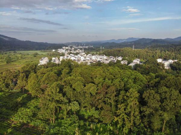 珍稀藍冠噪鶥安家婺源石門村