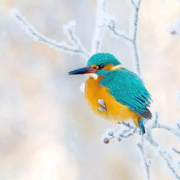 大雪中的鳥，太美了