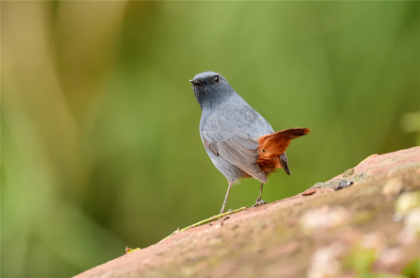 40+張大片!帶你領略這裡的“鳥禽圖鑑”! 40+張大片!帶你領略這裡的“鳥禽圖鑑”!