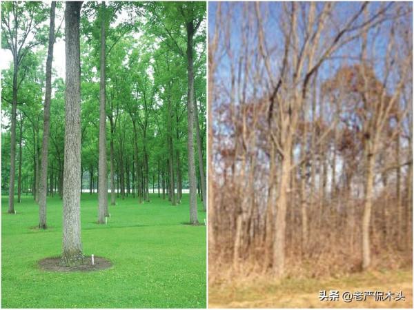 北美黑胡桃是核桃嗎，黑胡桃木又是怎麼回事