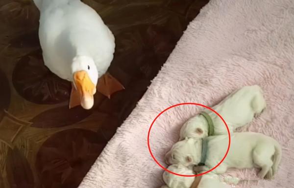 大白狗生了6只崽,全被大鵝搶走,狗媽只能認栽:真的惹不起呀 大白狗生了6只崽,全被大鵝搶走,狗媽只能認栽:真的惹不起呀