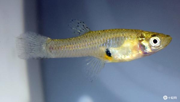 如何解決外來種“大肚魚”？研究：用機器魚掠食者嚇跑它們