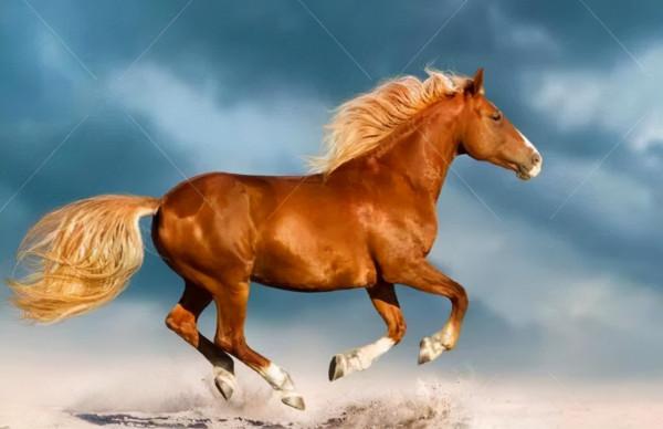 千里風 萬里雲 千里風 萬里雲