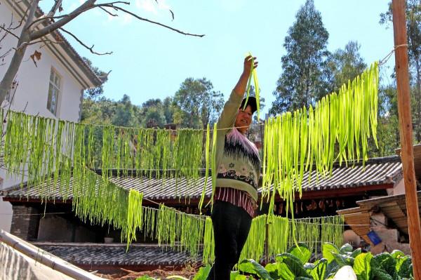 苔幹為何被稱為貢菜？它是什麼製作而成的？為何不大力推廣種植