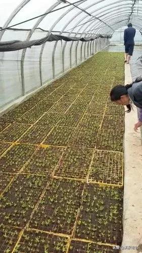 種菜哪些需用當年的種子，哪些要用隔年的種子？我告訴你答案