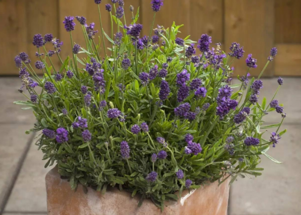 臥室裡養花，怕植物和人爭氧，睡眠越來越差，不如就試試這4樣