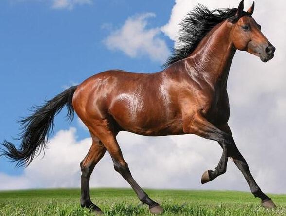 毛主席的小青馬,一直駝著主席度過最艱難的時期,後來又去了哪裡 毛主席的小青馬,一直駝著主席度過最艱難的時期,後來又去了哪裡