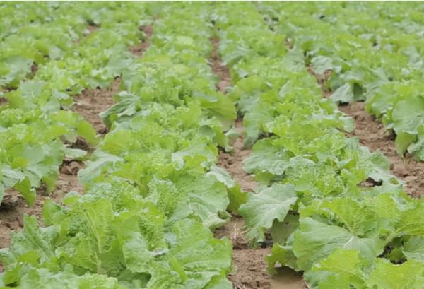 白菜霜黴病,發生面積越來越大?農戶掌握3點,輕鬆防治 白菜霜黴病,發生面積越來越大?農戶掌握3點,輕鬆防治