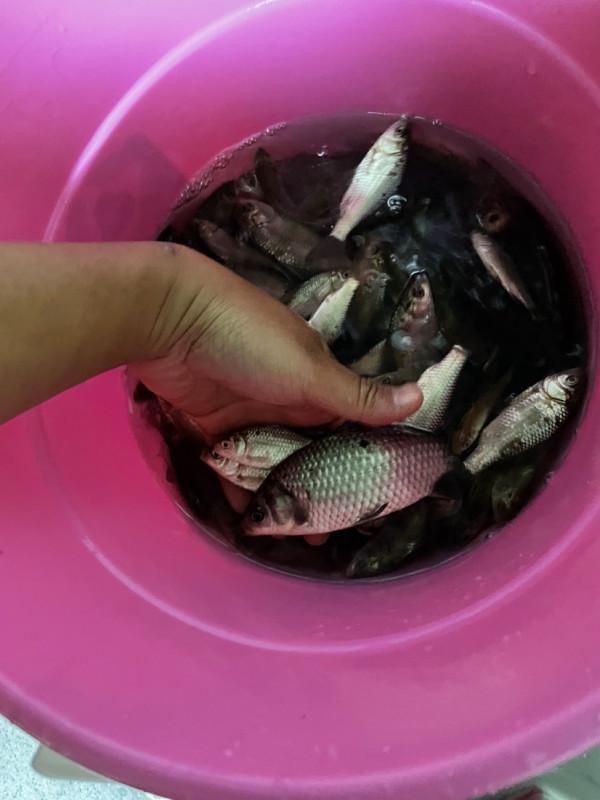 紅色荷包鯉開啟了爆護的大門,青草不甘落後前來報道 紅色荷包鯉開啟了爆護的大門,青草不甘落後前來報道