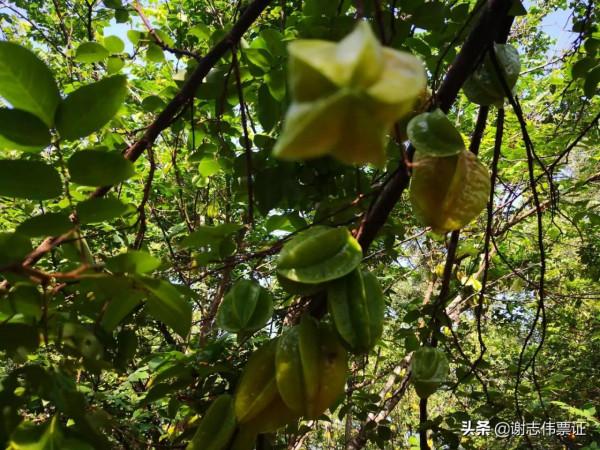 海南風光美（016）楊桃長啥樣？