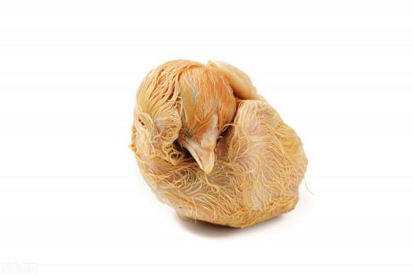 毛雞蛋可以吃嗎？有什麼營養價值？營養師告訴你答案