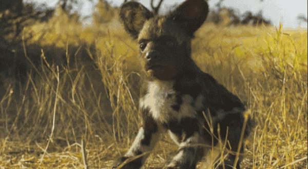 16部超讚自然紀錄片，讓孩子足不出戶看到地球的“真實面目”！