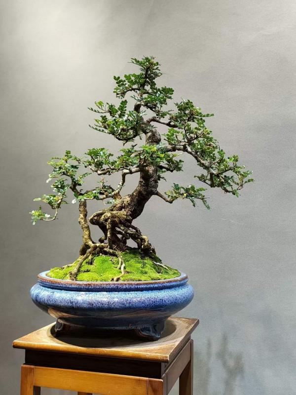 胡椒木的養護方法