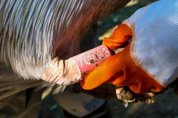 加拿大雁、鵜鶘、赤麻鴨……來捅下嗓子眼