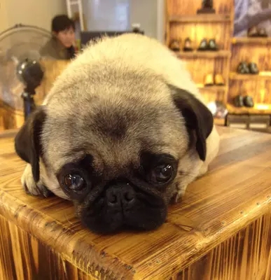 想要教巴哥玩滑板，有這些方法哦，一起來看看吧