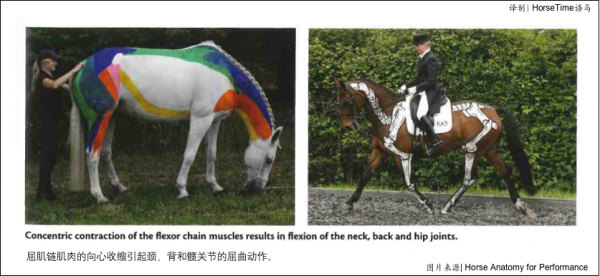 肌肉鏈與核心肌肉 肌肉鏈與核心肌肉