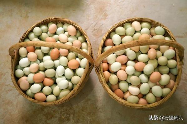 農民大姐把山雞養成怪雞,言說下蛋是彩蛋,供不應求 農民大姐把山雞養成怪雞,言說下蛋是彩蛋,供不應求