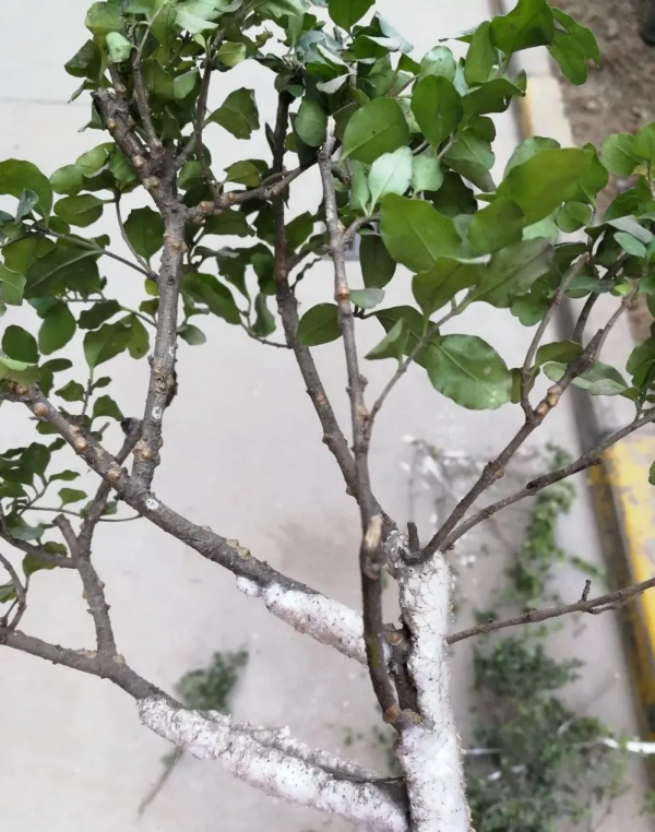 花園入秋常見三大蟲害，做好這幾點不生蟲