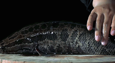 黑魚入侵美國,在美國氾濫成災,這還是我認識的黑魚嗎? 黑魚入侵美國,在美國氾濫成災,這還是我認識的黑魚嗎?