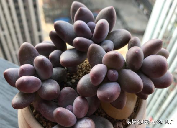 對於剛養多肉的新手來說，桃美人好養而桃蛋好看，怎麼挑是個難題
