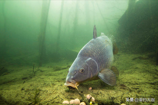 0.4子線4號袖鉤，15斤青魚10分鐘上岸，細線搏大魚就是技術好？