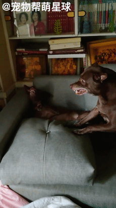 狗子遭“家暴”只能對同伴撒氣，網友捧腹爆笑：另一狗子好慘啊