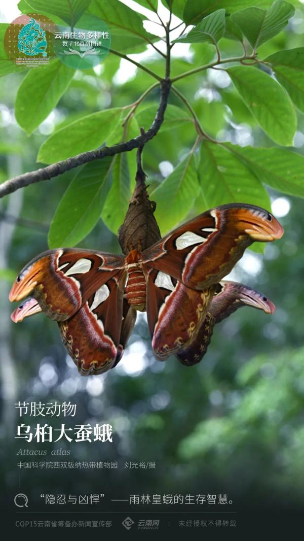 節肢動物·烏桕大蠶蛾：“隱忍與兇悍”——雨林皇蛾的生存智慧