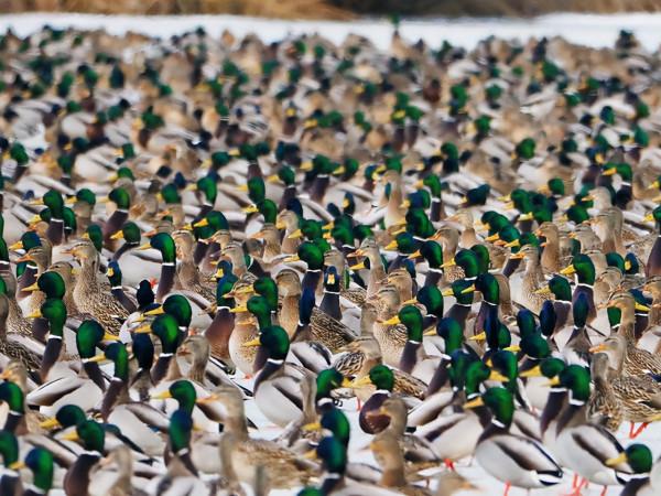 35張照片帶我們領略大自然的狂野