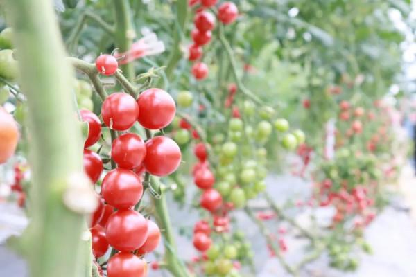 繽紛花海，果蔬採摘，房車露營......中秋出遊就來羊昌！